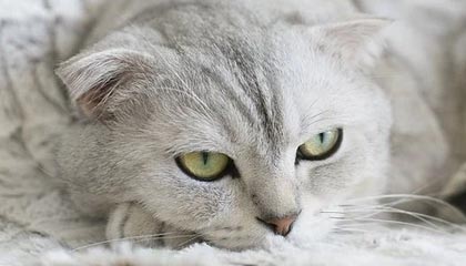 kaiyun sports-线上直播互动，粉丝如何成为“主播”？，主播怎么做粉丝活动