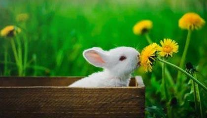 kaiyun sports-线上直播互动，粉丝如何成为“主播”？，主播怎么做粉丝活动